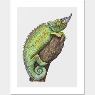 JACKSON'S CHAMELEON Posters and Art